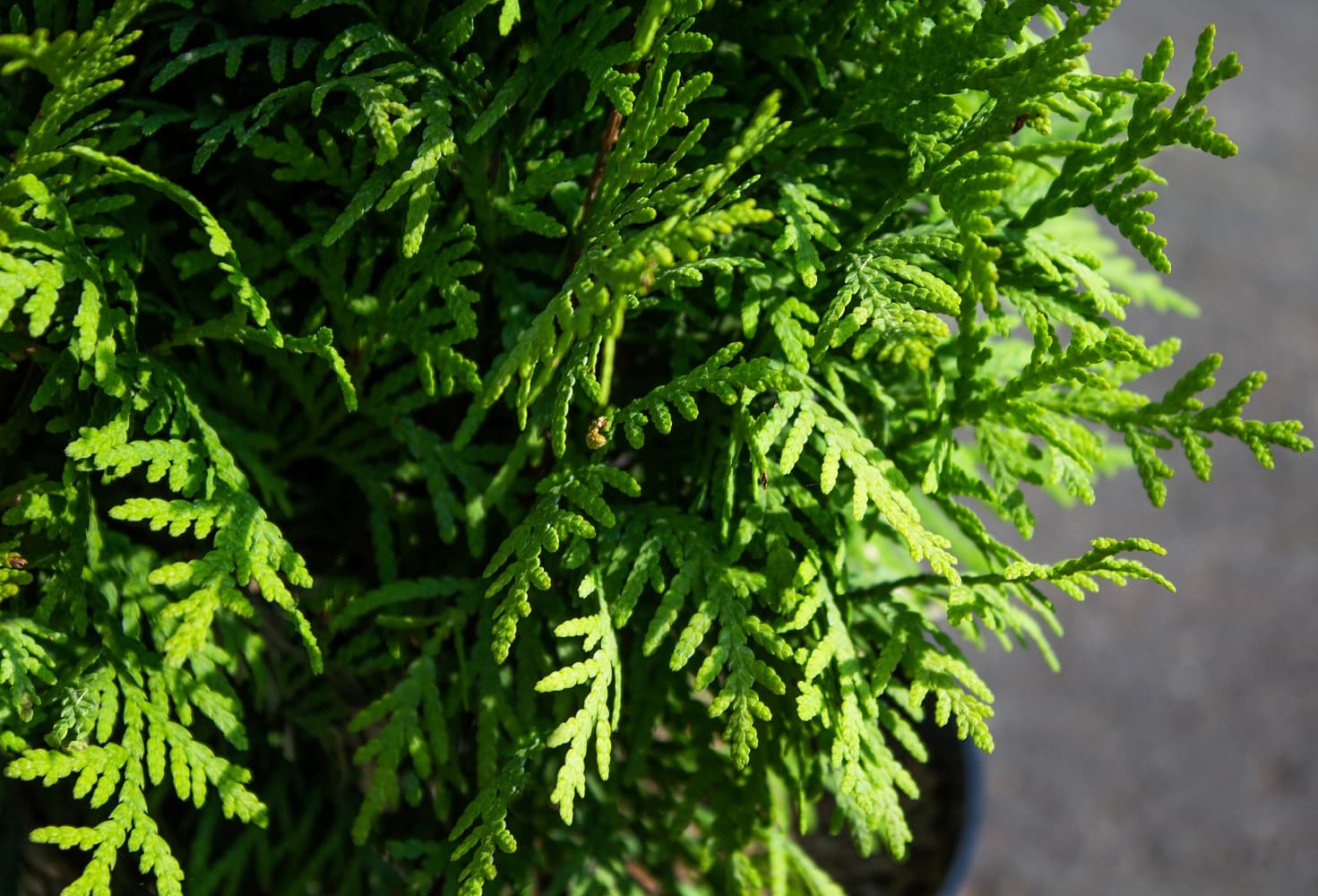 Саженец западной туи Мириам/Thuja occidentalis Mirjam PBR С3/20-30 — цена в  Липецке, купить в интернет-магазине, характеристики и отзывы, фото