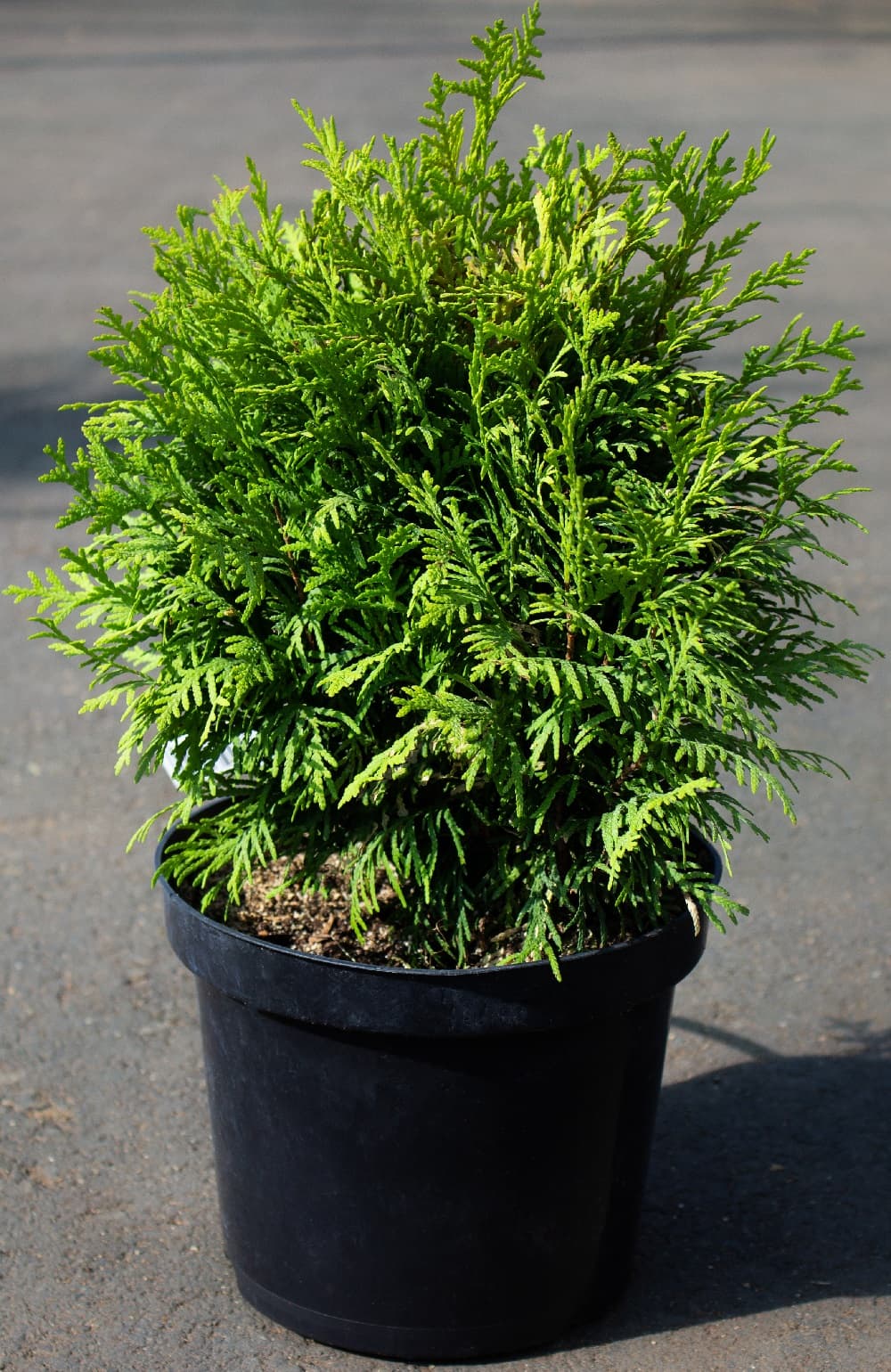 Саженец западной туи Мириам/Thuja occidentalis Mirjam PBR С3/20-30 — цена в  Липецке, купить в интернет-магазине, характеристики и отзывы, фото